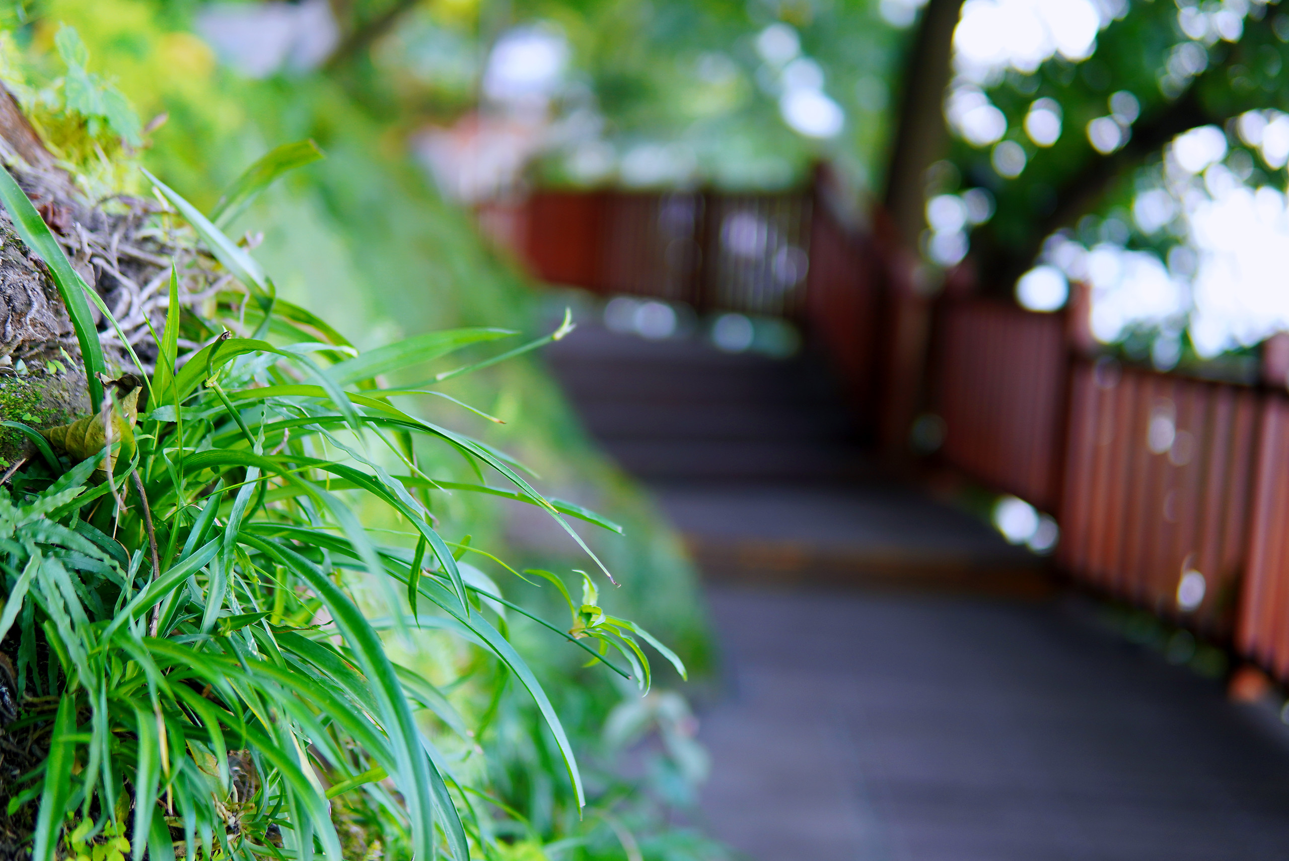 重庆戴家巷崖边植物
