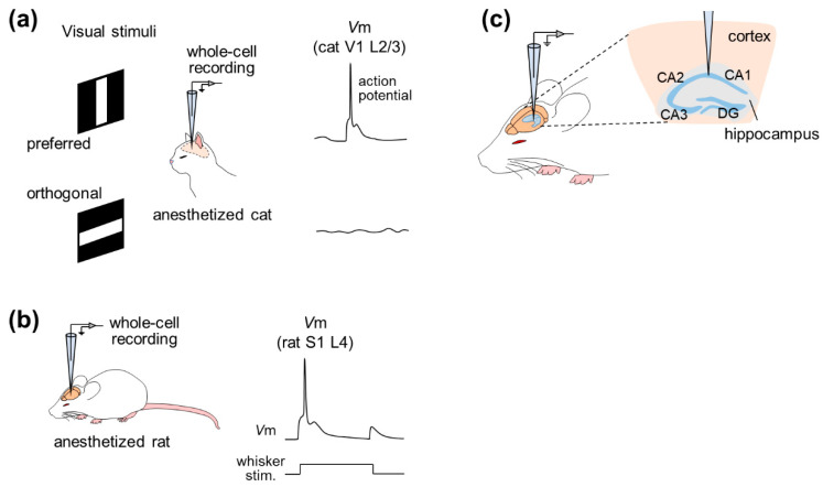 图2 基于麻醉动物在体全细胞记录的研究示例。（a）全细胞记录是由麻醉猫的初级视觉皮层（V1）的 2/3 层的神经元在动物暴露于视觉刺激时进行的。在这个例子中，当猫看到首选（水平）刺激时，膜电位去极化，而当动物暴露于正交（垂直）刺激时，电位保持稳定。（b）全细胞记录由麻醉大鼠初级体感皮层（S1）第 4 层的神经元完成。当给大鼠胡须刺激时，神经元的膜电位被去极化。（c）全细胞记录由海马中的神经元完成。
