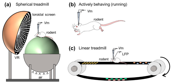 图4 对清醒动物海马神经元的在体全细胞记录的研究示例。 (a) 全细胞记录是由在具有虚拟现实系统的球形跑步机上运行的动物的海马神经元上记录的。 (b) 全细胞记录由活跃奔跑的动物的神经元制成。 (c) 从在线性跑步机上跑步的动物同时记录膜电位和局部场电位。